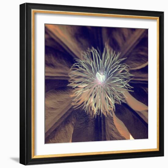 Floral Color #15-Alan Blaustein-Framed Photographic Print