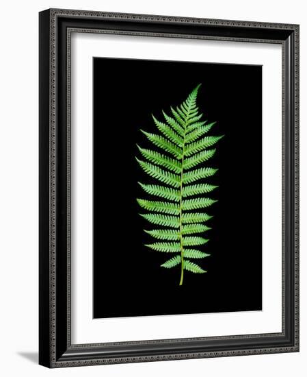 Floral Color #19-Alan Blaustein-Framed Photographic Print