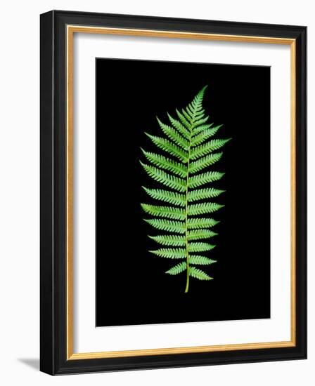 Floral Color #19-Alan Blaustein-Framed Photographic Print