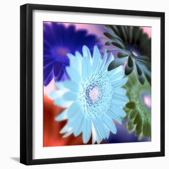 Floral Color #1-Alan Blaustein-Framed Photographic Print