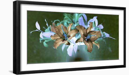 Floral Color #20-Alan Blaustein-Framed Photographic Print