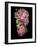 Floral Color #29-Alan Blaustein-Framed Photographic Print