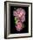 Floral Color #29-Alan Blaustein-Framed Photographic Print