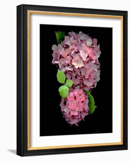 Floral Color #29-Alan Blaustein-Framed Photographic Print