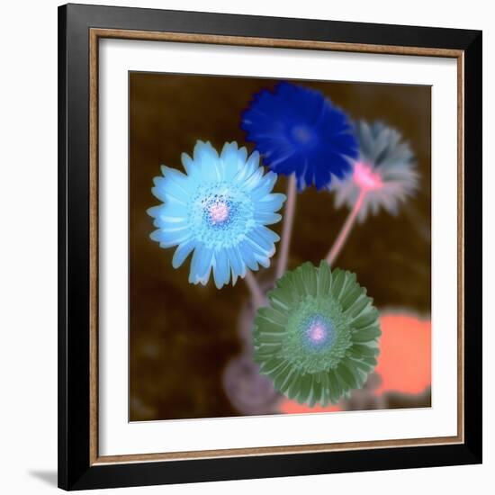 Floral Color #4-Alan Blaustein-Framed Photographic Print