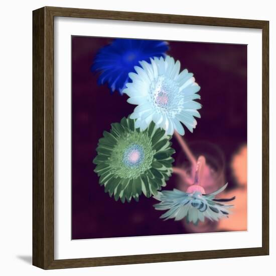 Floral Color #5-Alan Blaustein-Framed Photographic Print