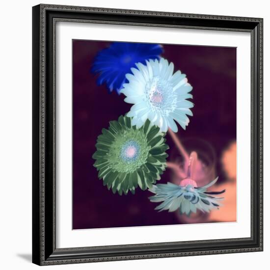 Floral Color #5-Alan Blaustein-Framed Photographic Print