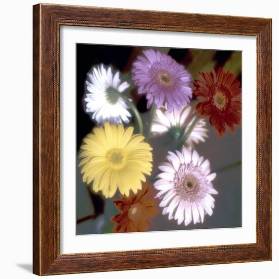 Floral Color #6-Alan Blaustein-Framed Photographic Print