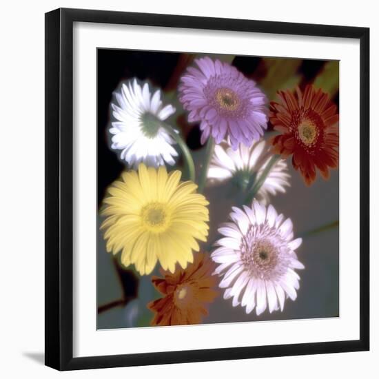 Floral Color #6-Alan Blaustein-Framed Photographic Print