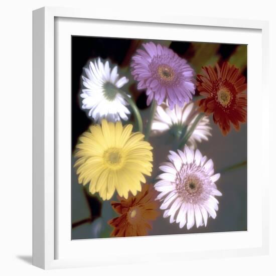 Floral Color #6-Alan Blaustein-Framed Photographic Print