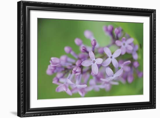 Floral Dance-Staffan Widstrand-Framed Giclee Print