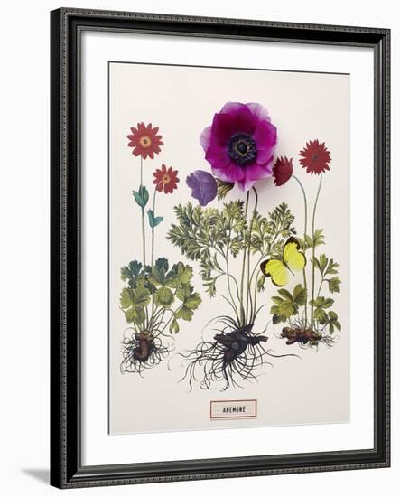 Floral Decoupage - Anemone-Camille Soulayrol-Framed Giclee Print