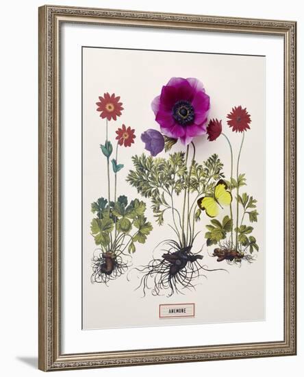 Floral Decoupage - Anemone-Camille Soulayrol-Framed Giclee Print