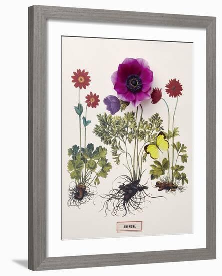 Floral Decoupage - Anemone-Camille Soulayrol-Framed Giclee Print