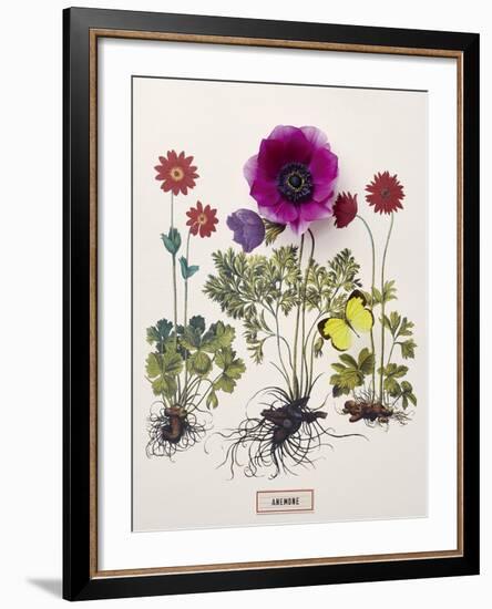 Floral Decoupage - Anemone-Camille Soulayrol-Framed Giclee Print