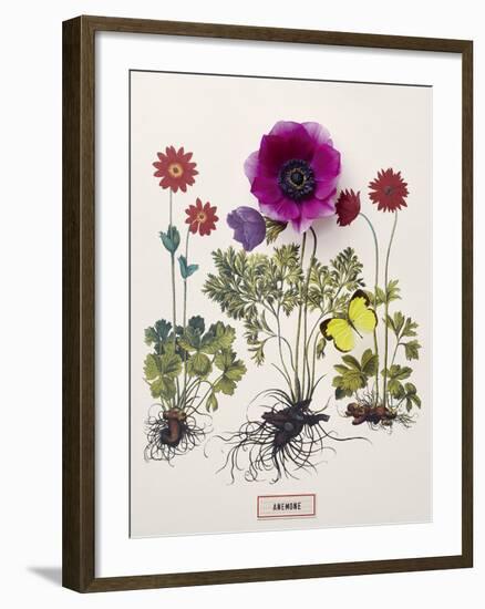 Floral Decoupage - Anemone-Camille Soulayrol-Framed Giclee Print