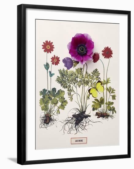 Floral Decoupage - Anemone-Camille Soulayrol-Framed Giclee Print