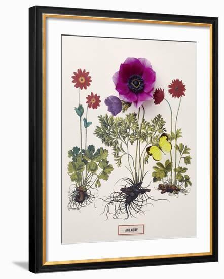 Floral Decoupage - Anemone-Camille Soulayrol-Framed Giclee Print