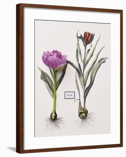 Floral Decoupage - Anthocyanin-Camille Soulayrol-Framed Giclee Print