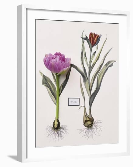 Floral Decoupage - Anthocyanin-Camille Soulayrol-Framed Giclee Print