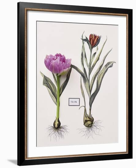 Floral Decoupage - Anthocyanin-Camille Soulayrol-Framed Giclee Print