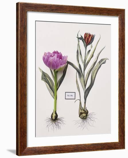 Floral Decoupage - Anthocyanin-Camille Soulayrol-Framed Giclee Print