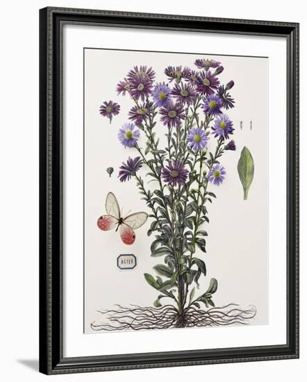 Floral Decoupage - Aster-Camille Soulayrol-Framed Giclee Print