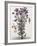 Floral Decoupage - Aster-Camille Soulayrol-Framed Giclee Print