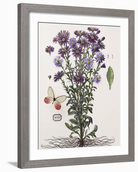 Floral Decoupage - Aster-Camille Soulayrol-Framed Giclee Print