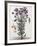 Floral Decoupage - Aster-Camille Soulayrol-Framed Giclee Print