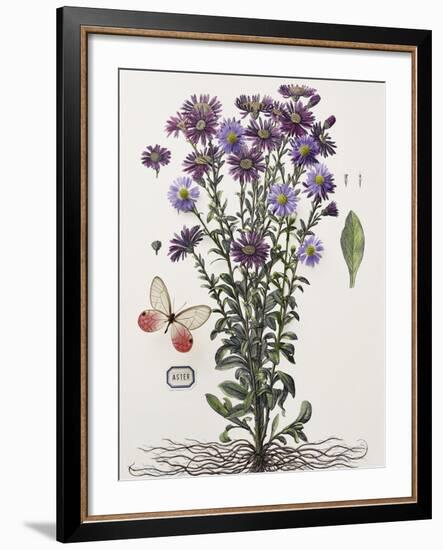 Floral Decoupage - Aster-Camille Soulayrol-Framed Giclee Print