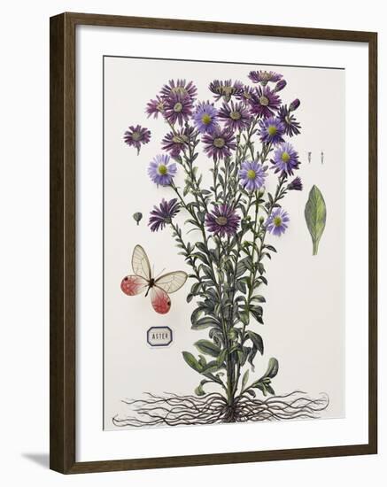 Floral Decoupage - Aster-Camille Soulayrol-Framed Giclee Print