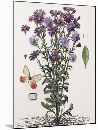 Floral Decoupage - Aster-Camille Soulayrol-Mounted Giclee Print