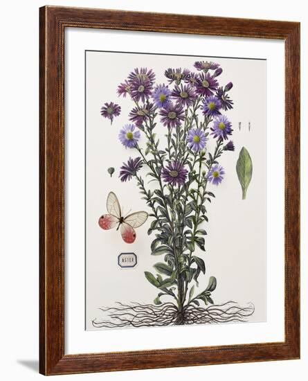 Floral Decoupage - Aster-Camille Soulayrol-Framed Giclee Print