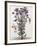 Floral Decoupage - Aster-Camille Soulayrol-Framed Giclee Print