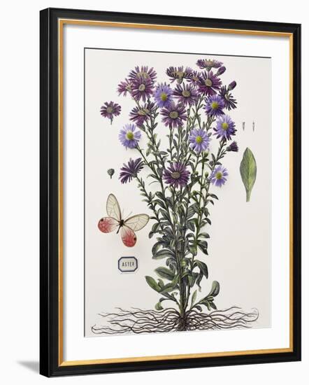 Floral Decoupage - Aster-Camille Soulayrol-Framed Giclee Print