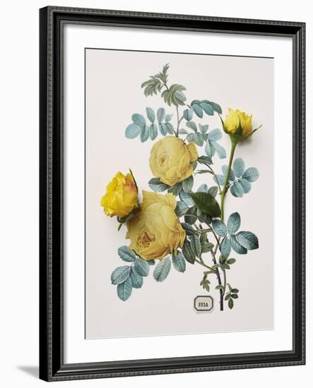 Floral Decoupage - Centifolia Rosa-Camille Soulayrol-Framed Giclee Print