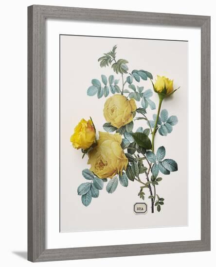 Floral Decoupage - Centifolia Rosa-Camille Soulayrol-Framed Giclee Print