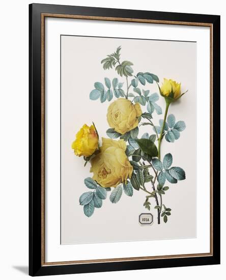 Floral Decoupage - Centifolia Rosa-Camille Soulayrol-Framed Giclee Print