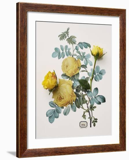 Floral Decoupage - Centifolia Rosa-Camille Soulayrol-Framed Giclee Print