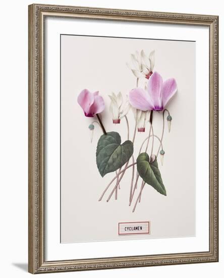 Floral Decoupage - Cyclamen-Camille Soulayrol-Framed Giclee Print