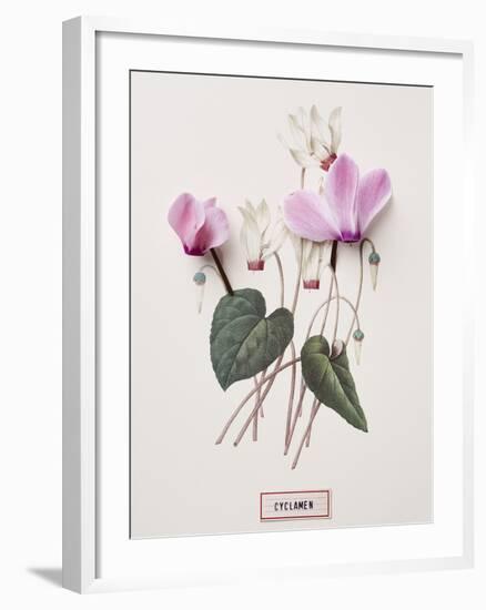 Floral Decoupage - Cyclamen-Camille Soulayrol-Framed Giclee Print