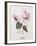 Floral Decoupage - Cyclamen-Camille Soulayrol-Framed Giclee Print