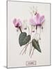 Floral Decoupage - Cyclamen-Camille Soulayrol-Mounted Giclee Print