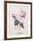 Floral Decoupage - Cyclamen-Camille Soulayrol-Framed Giclee Print