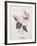 Floral Decoupage - Cyclamen-Camille Soulayrol-Framed Giclee Print