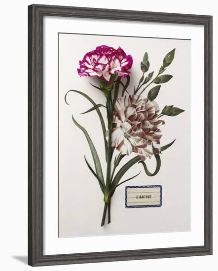 Floral Decoupage - Dianthus-Camille Soulayrol-Framed Giclee Print