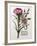 Floral Decoupage - Dianthus-Camille Soulayrol-Framed Giclee Print