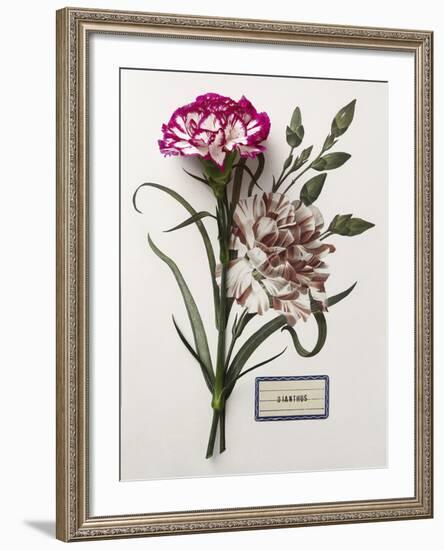 Floral Decoupage - Dianthus-Camille Soulayrol-Framed Giclee Print