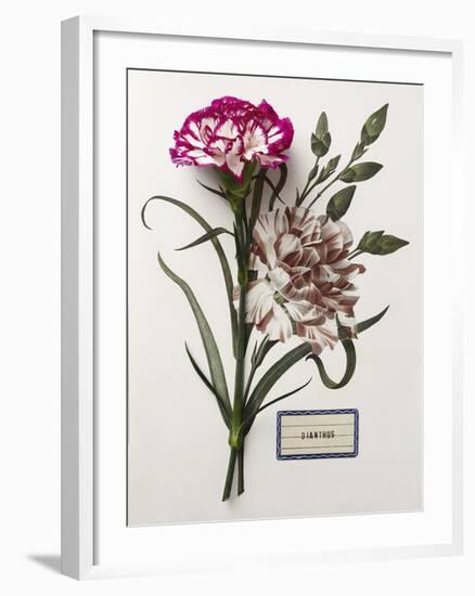 Floral Decoupage - Dianthus-Camille Soulayrol-Framed Giclee Print